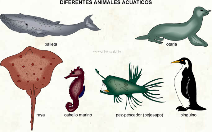 Animales acuaticos (Diccionario visual)